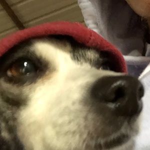 Meet your Posher, Danataly